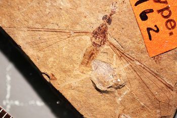Media type: image;   Entomology PALE-1162